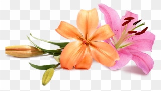 Wedding Flowers Png - Peach Wedding Flower Png Clipart