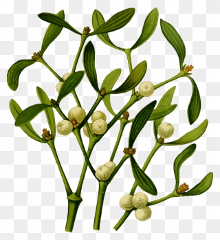 Plant,flora,commodity - Mistletoe Plant Png Clipart