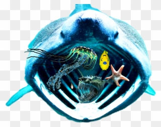 #scseacreatures #shark #anglerfish #jellyfish #starfish - Marine Biology Clipart