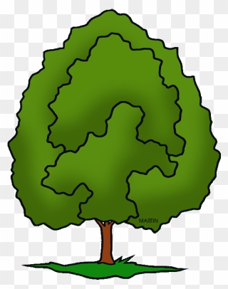Oak Clipart Tree Animation - Phillip Martin Clipart Tree - Png Download