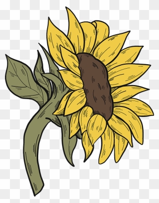 Sunflower Clipart - Sunflower - Png Download