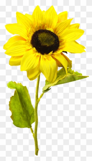 Free Png Sunflower Clip Art Download Pinclipart