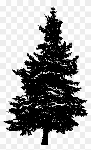 Eastern White Pine Fir Tree Evergreen - Silhouette Of A Pine Tree Clipart