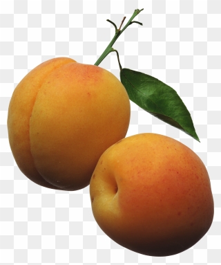 Transparent Fruit Tree Png - Apricots Clipart