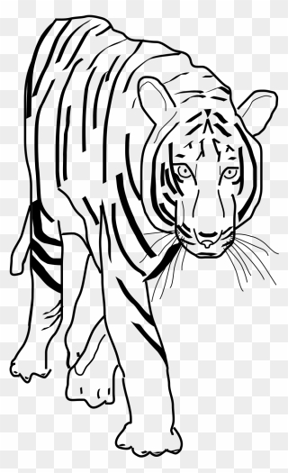 Clip Art Black And White Tiger - Png Download