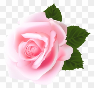 Rose Rose Flower Png Clipart