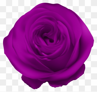 Purple Rose Png Clip Art Transparent Png