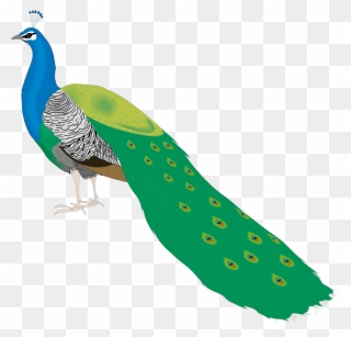 Bird Peafowl Clip Art - Beautiful Peacock Images For Drawing - Png Download