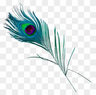 Feather Peafowl Clipart