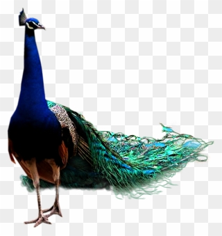 Peacock Png Clipart