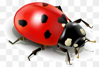 Insect Ladybird Clip Art - Purple Beetle Clip Art - Png Download