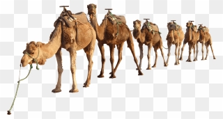 Camels Png Clipart