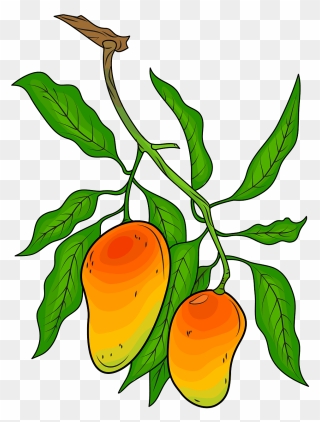 On The Free Download - Botanical Drawing Of Mango Clipart