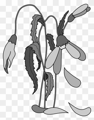 Wilted Flowers Dead Free Photo - Dead Plant Clip Art - Png Download