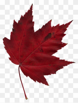 Ninjutsu Training Bujinkan Mimizuku Dojos Edmonton - Falling Red Maple Leaf Clipart