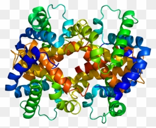 In High Protein Diets - Hemoglobin Protein Clipart