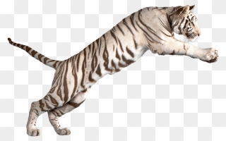White Tiger Clipart Bengal Tiger - White Tiger No Background - Png Download
