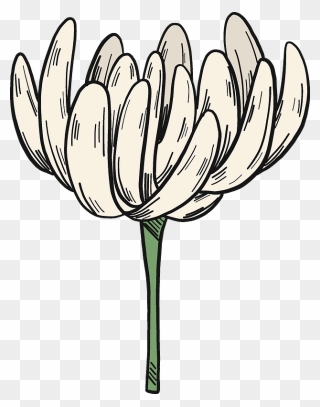 White Clover Flower Clipart - Tulip - Png Download