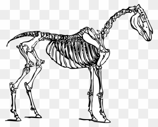 Horse Skeleton Clipart - Png Download