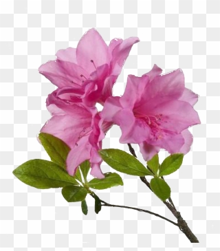 Download For Free Flower Png In High Resolution - Azalea Flower Transparent Background Clipart
