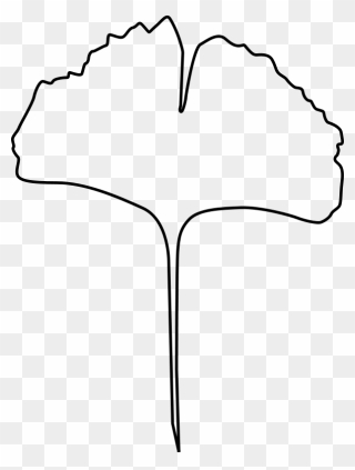 Leaf Outline Clip Art Black And White Clipart - Maidenhair Tree - Png Download