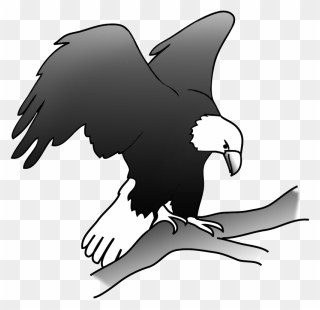 Eagle On A Branch In A Tree - Draw A Eagle Sitting Clipart