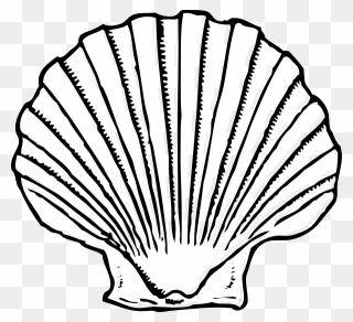 Seashell Clipart Black And White Png Transparent Png