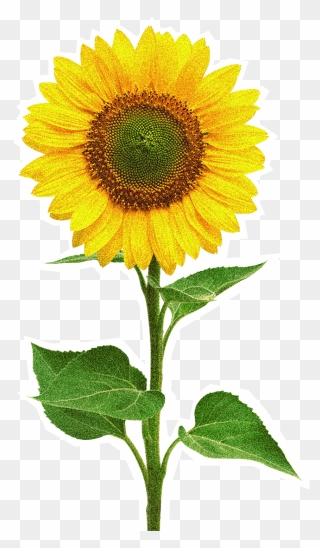 Single Sunflower Images Hd Clipart