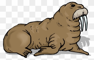 Walrus Clipart - Png Download