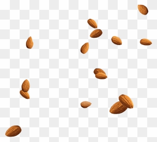 Almond Nuts Png Clipart - Almonds Png Transparent Png