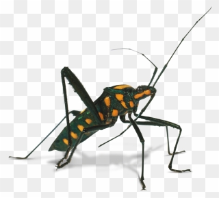 Cricket Clipart Invertebrate, Cricket Invertebrate - Assassin Bug Png Transparent Png