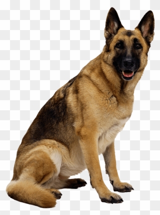 Dog Transparent Png - German Shepherd Dog Png Clipart