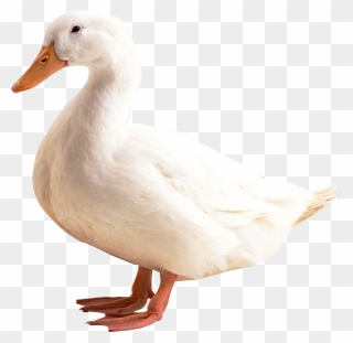 White Duck White Background Clipart