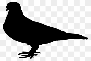 Beak Pigeons And Doves Fauna Landfowl Silhouette - Chicken Clipart