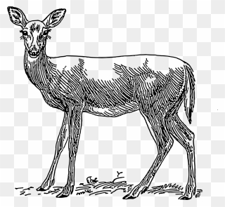 Whitetail Deer Doe Drawings Clipart
