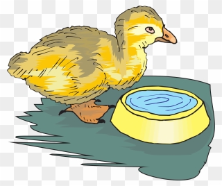Duckling With Water Bowl Png Images - Bird Drinks Water Cartoon Clipart