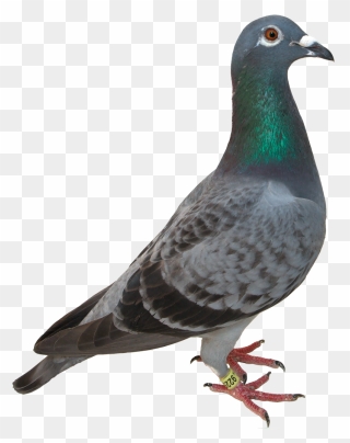Homing Pigeon Bird Green Pigeon Domestication Clip - Transparent Pigeon Png