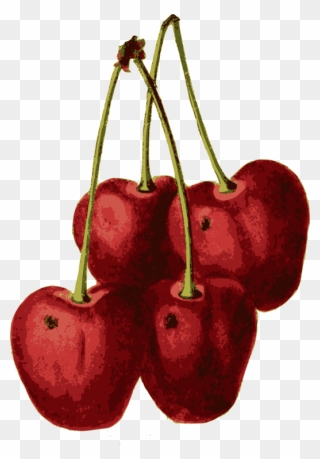 Seedless Fruit,plant,food - Cherry Clipart