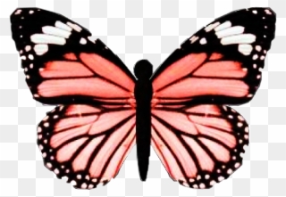 Vsco Butterfly Clipart