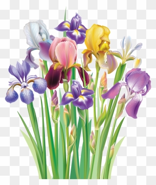 Irises Clipart - Png Download