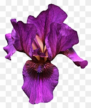 Clipart Of Iris Flower Picture Freeuse Iris Flower - Purple Iris Iris Flower Png Transparent Png