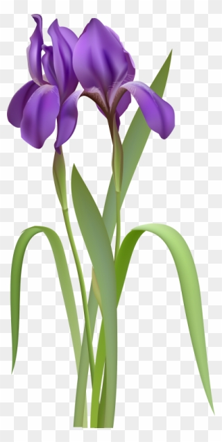 Iris Flower Clipart - Png Download