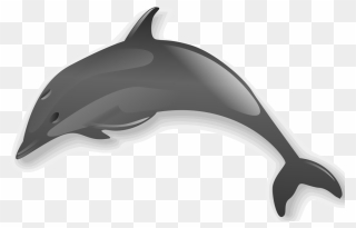 Dolphin 2 - Dolphin Clipart With Transparent Background - Png Download
