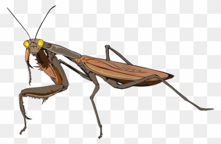 Vector Insects Praying Mantis - รูป วาด ตั๊กแตน ตำ ข้าว Clipart