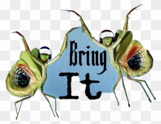 Membrane-winged Insect Clipart