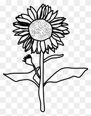Sunflower Black And White Png Chamomile- - Sunflower Images Black And White Clipart