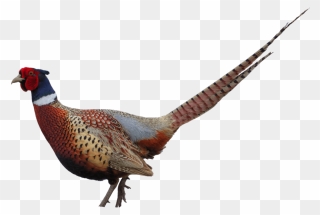 Pheasant Clip Art - Pheasant Png Transparent Png