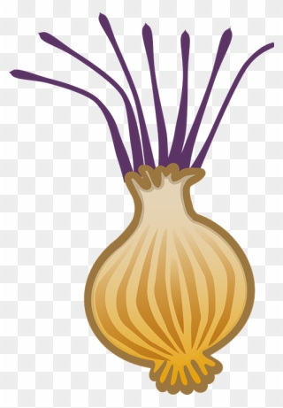 Free On Dumielauxepices Net - Onion Clipart