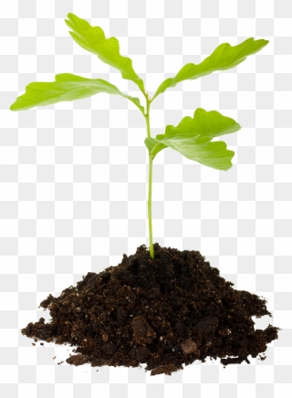 Last Chance For Spring 2013 Tree Planting - Tree Sapling No Background Clipart