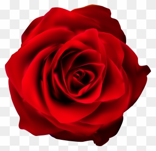 Red Rose Clipart - Rose Transparent Background Png